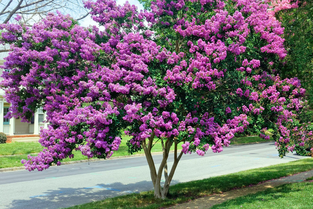 5 Tips To Help You Care for Crape Myrtle Trees