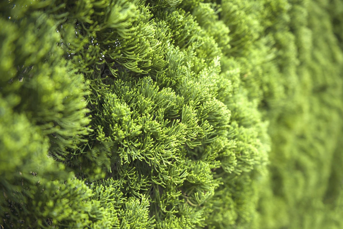 How Border Trees Reduce Noise Pollution