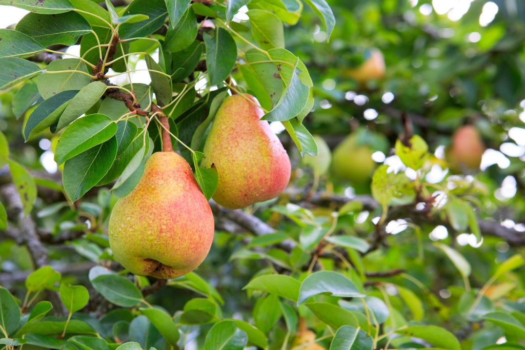 Which Type of Pear Is the Easiest To Grow in Colder Climates?