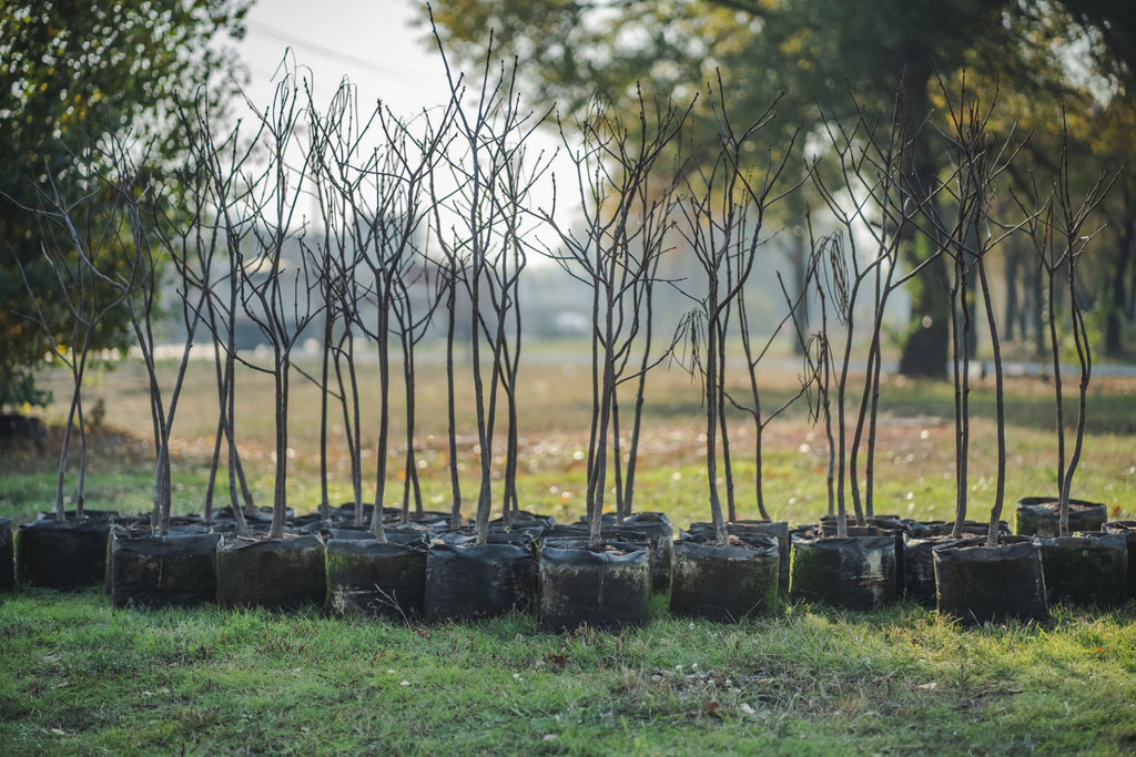 Bare-Root or Container Trees: What To Know Before Buying