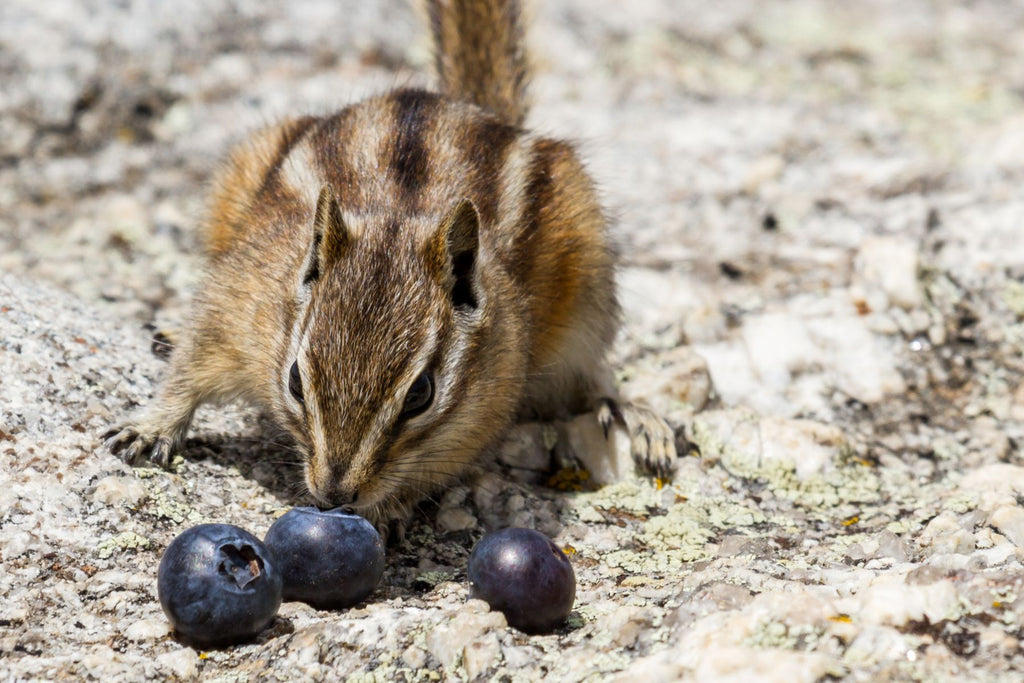 The Ultimate Guide To Protecting Blueberries From Animals