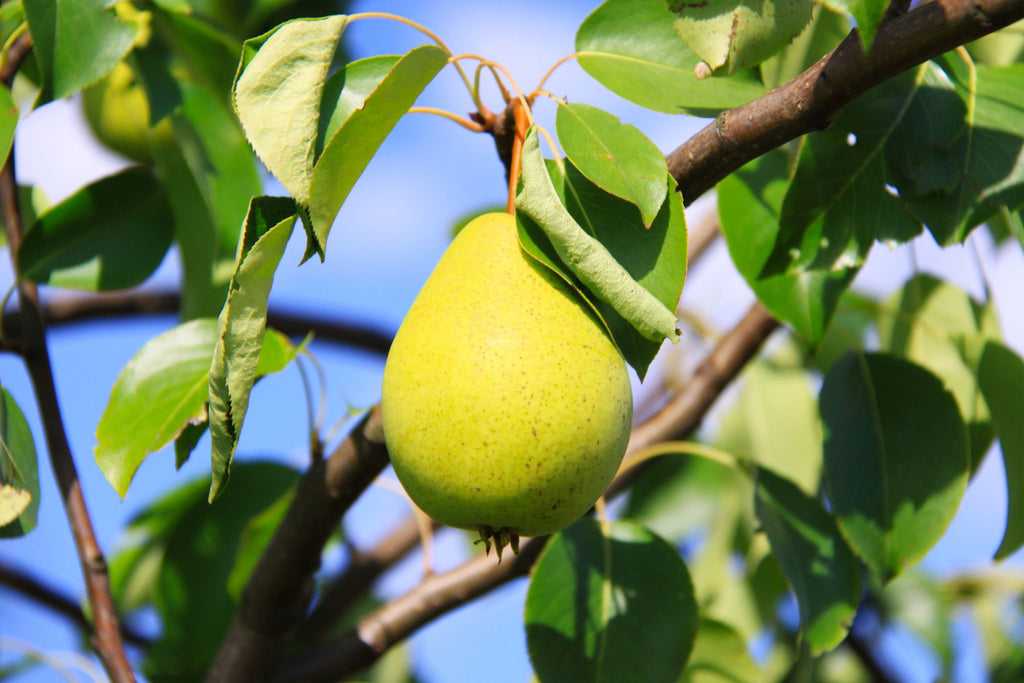 3 Essential Pear Harvesting Techniques You Need To Know