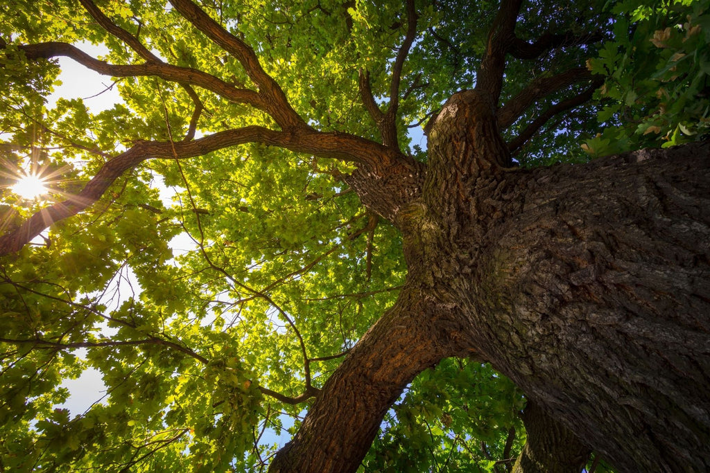 5 Interesting Facts About Oak Trees You'll Love