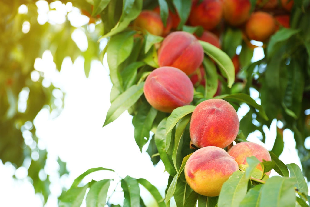 Common Mistakes Made When Planting a Peach Tree