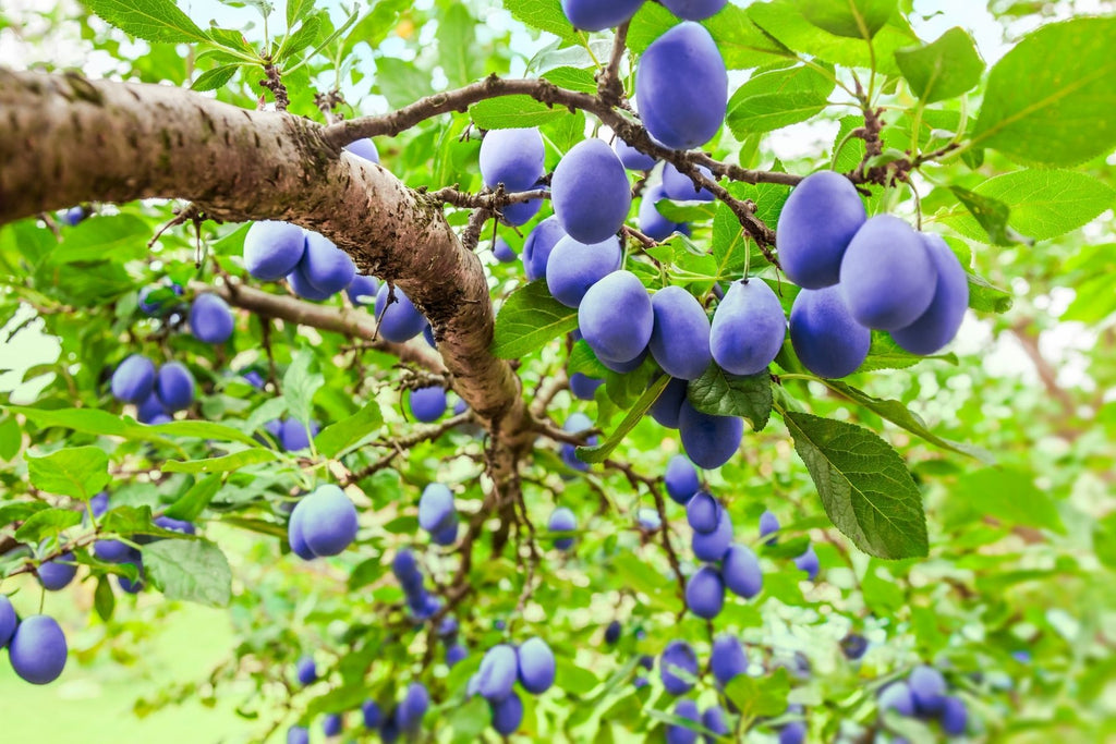 Different Types of Plum Trees To Consider Growing