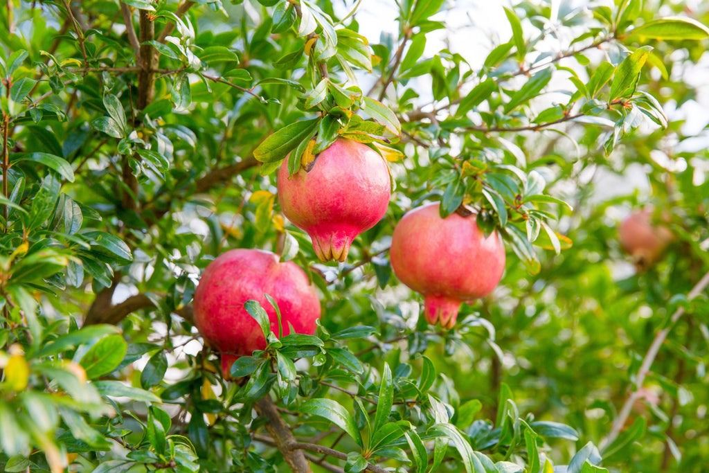Identifying the Different Types of Pomegranate Trees