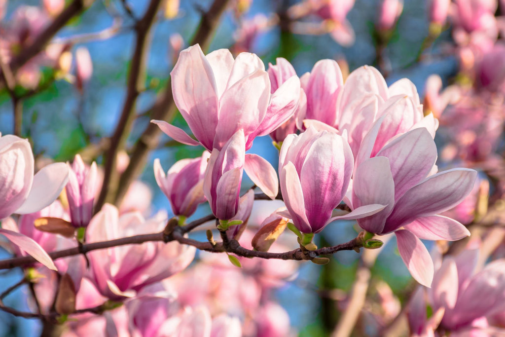3 Tips for Caring for Your New Magnolia Tree