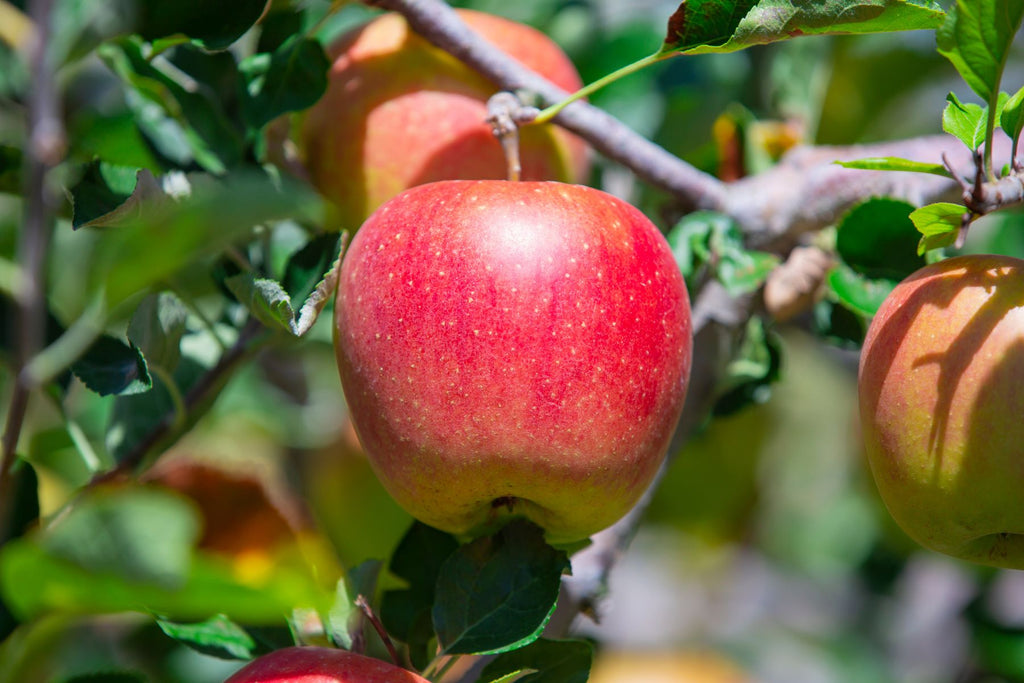 Fact From Fiction: Johnny Appleseed and His Apple Trees