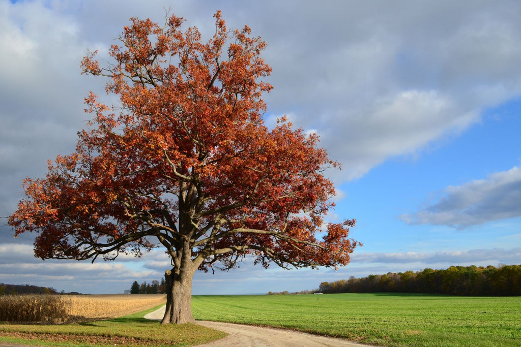 Everything To Know About Growing a Mighty Oak Tree
