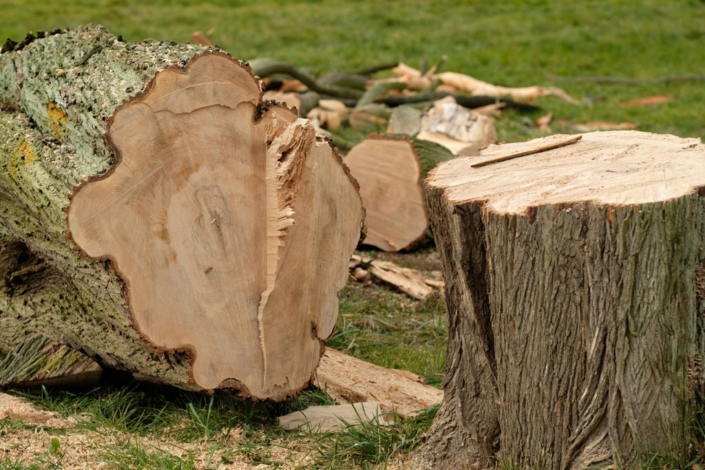 5 Signs That You Need To Remove Your Tree Immediately