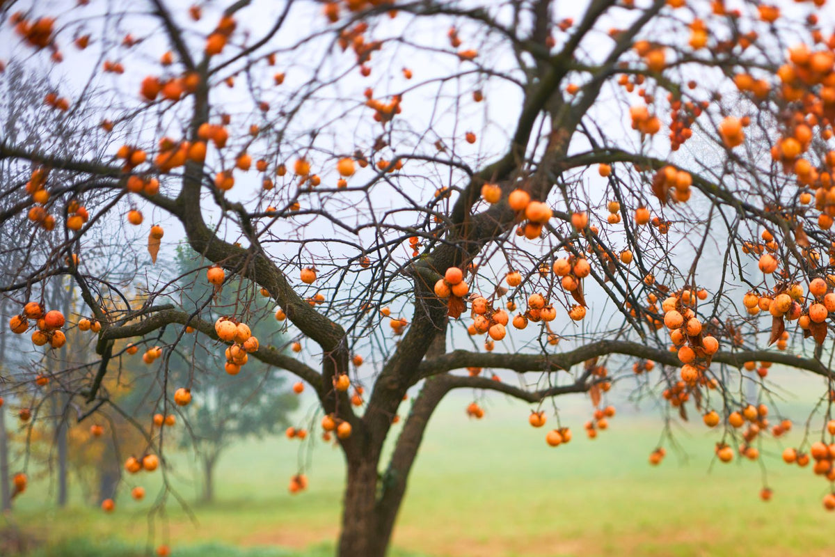 Persimmon Collander Persimmon Trees: What Are They and Where Did They Come From? – Plant Me ...