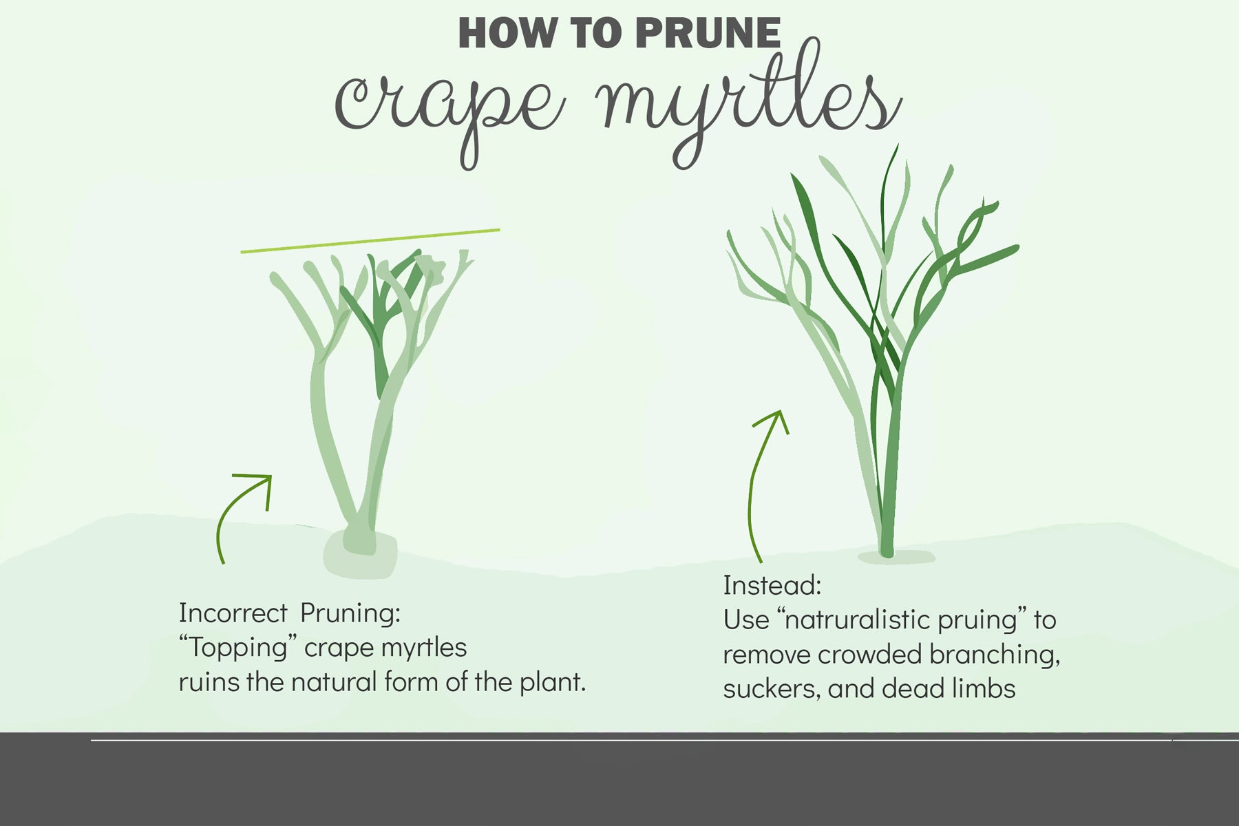 Pruning Crape Myrtles— Don’t Cut Back! – Plant Me Green