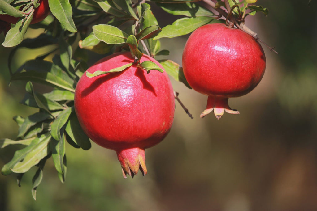 The Important Role Pomegranates Play in Human History