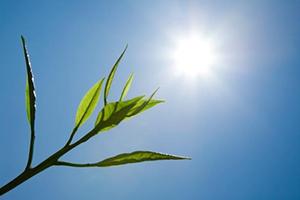 Caring for your plant in extreme heat