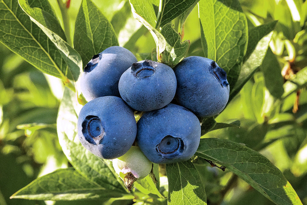 Buying, Growing & Using The Blueberry Plant