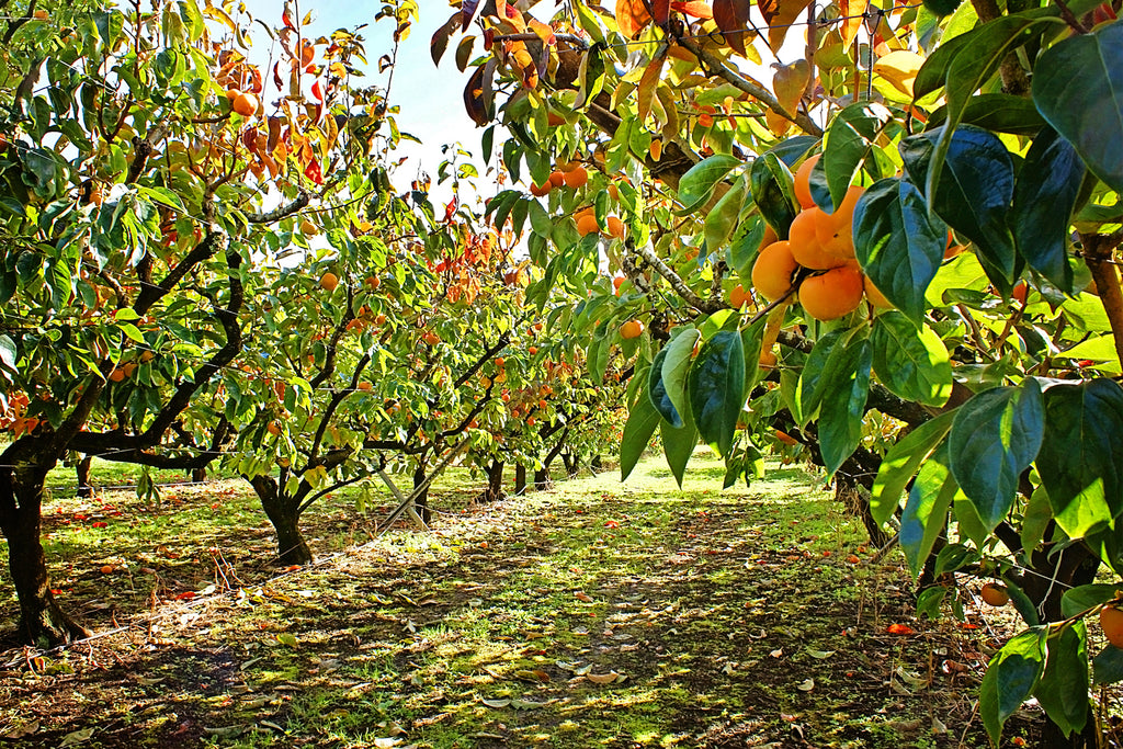 Tips For Selecting Fruit Trees