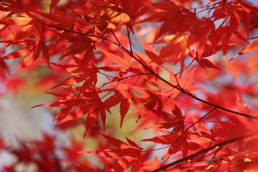 Choosing the Right Maple Tree for Your Landscape
