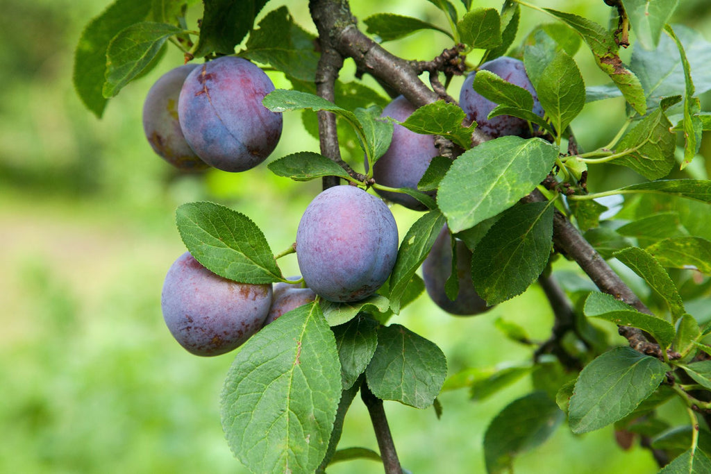 What Makes AU Plums So Different Than Other Plums?