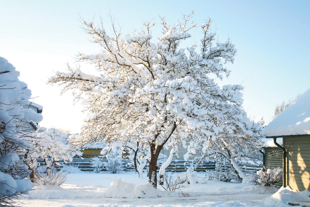 How To Winterize Trees & Shrubs
