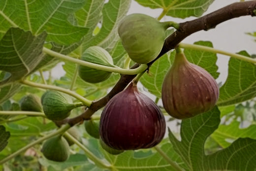 Must-Know Tips for Winterizing a Fig Tree