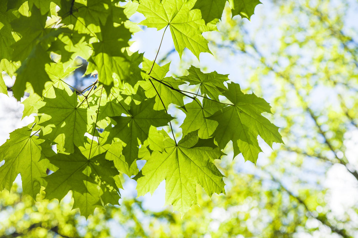Everything You Need To Know About the Types of Maple Trees