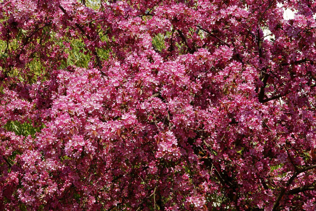 Should You Plant a Crabapple Tree Near an Apple Tree?