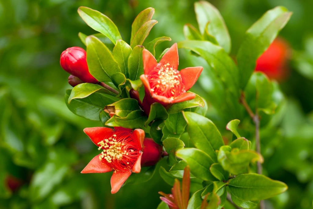 How To Fertilize and Water Your Pomegranate Tree