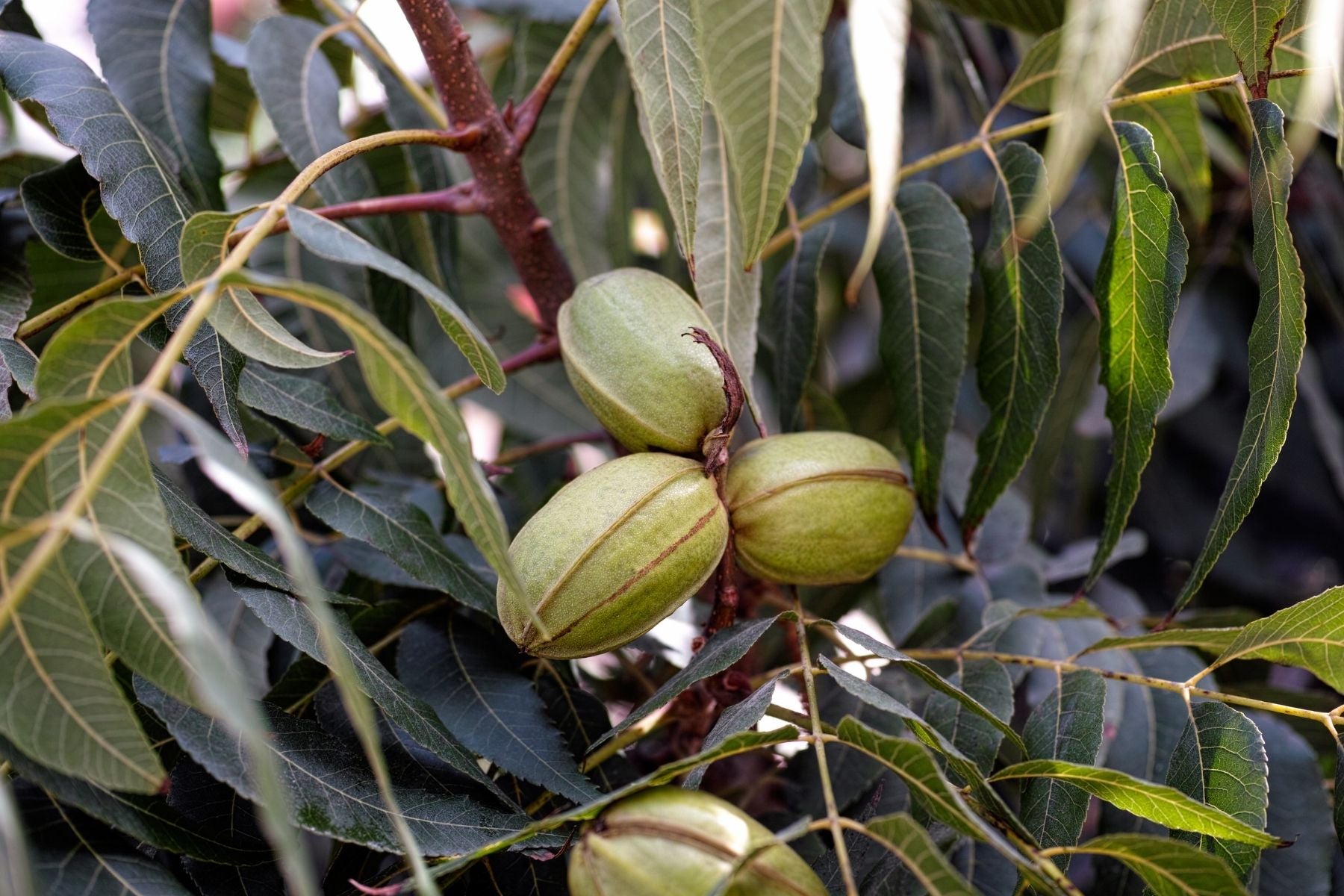How Long Does It Take for Pecan Trees To Start Producing? – Plant