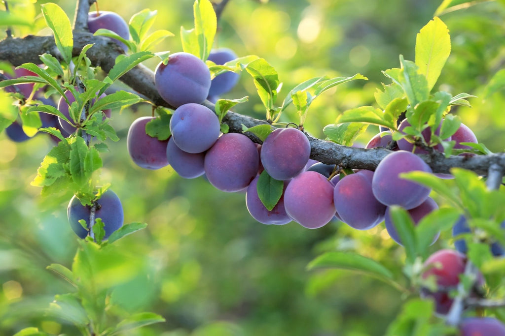 Why Spring Is the Best Time To Plant a Plum Tree