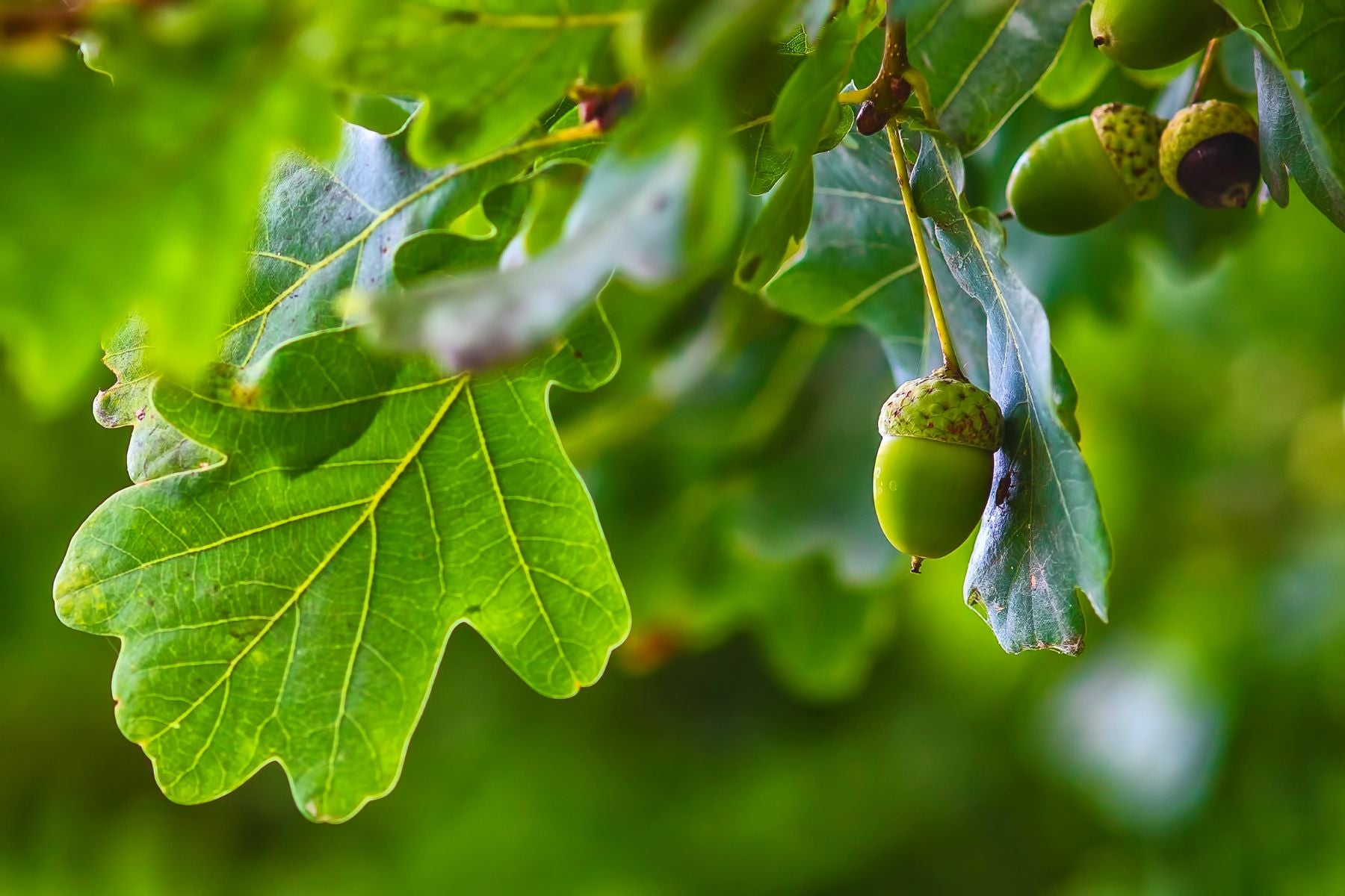 12 Facts About Oak Trees You Wood Not Believe  The Fact Site