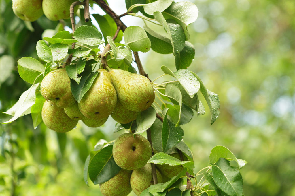 Why You Should Keep Bugs Off Your Pear Tree