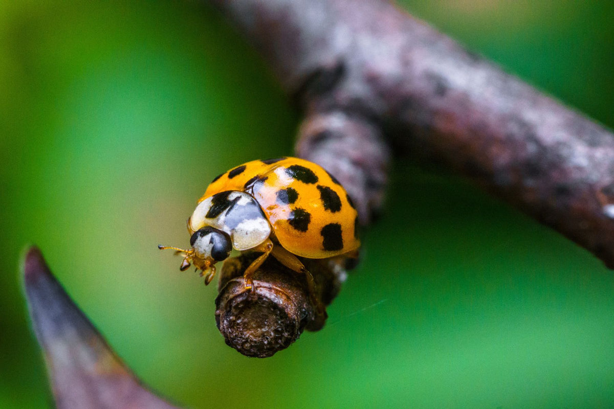 Human Friend Insects Harmful vs. Friendly: Which Insects Are Helping Your Tree?