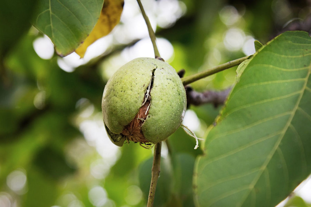 3 Signs That Your Pecan Tree Is in Good Health
