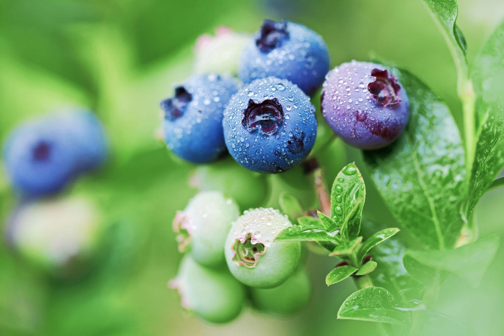 Things To Know About Planting Blueberry Bushes in Your Yard