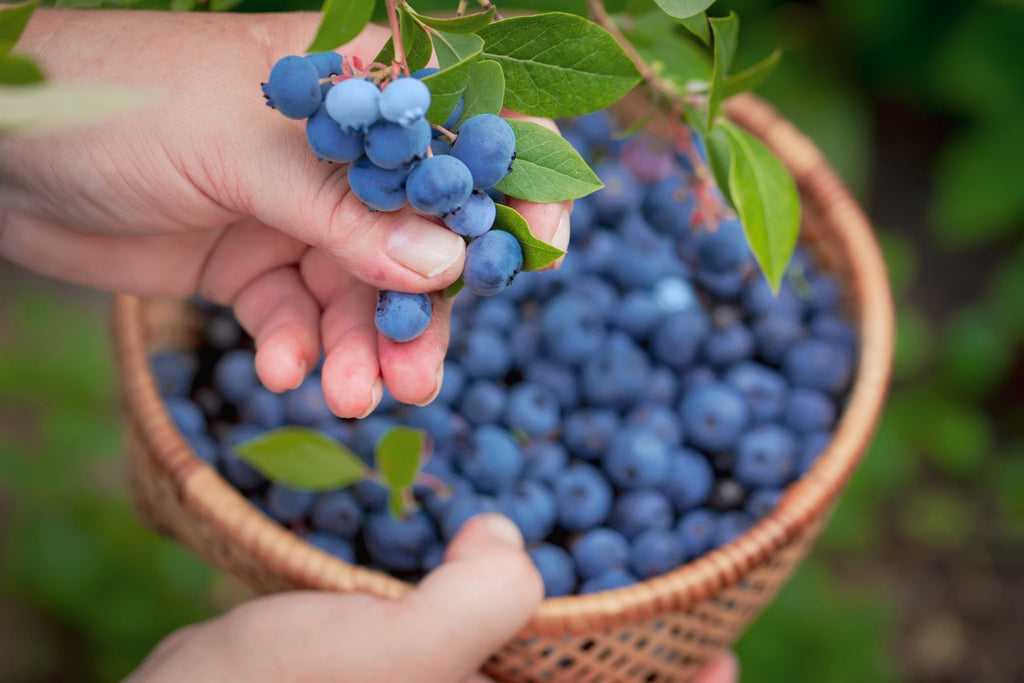 How To Harvest Your Blueberries Without Causing Damage