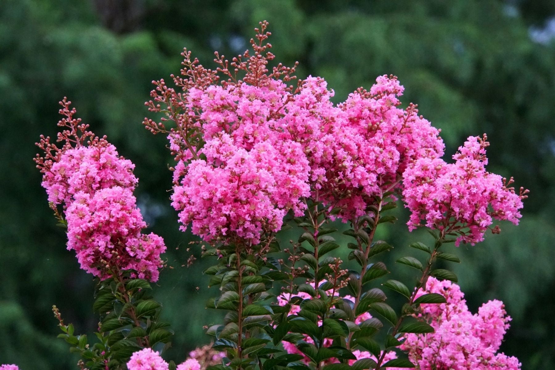 The Best Time of Year To Plant a Crape Myrtle – Plant Me Green