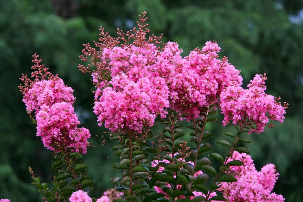 The Best Time of Year To Plant a Crape Myrtle