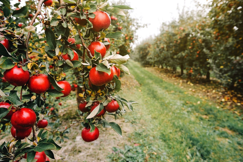 Which Apple Trees Grow the Best on the West Coast?