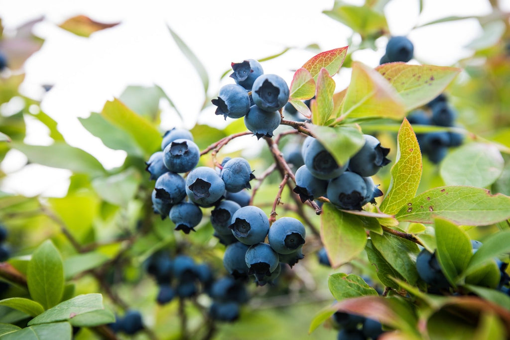 Useful Tips for Pruning Your Blueberry Bushes