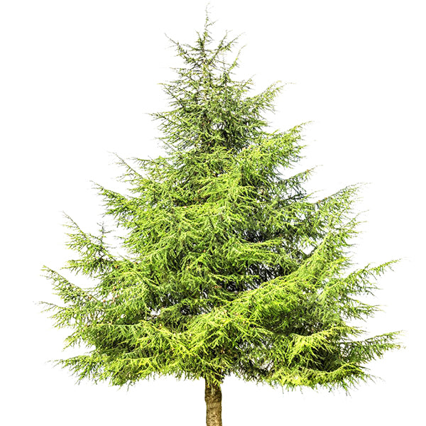 Evergreen Trees for Sale