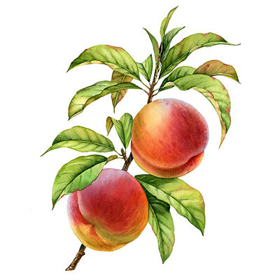 Peach Fruit Trees
