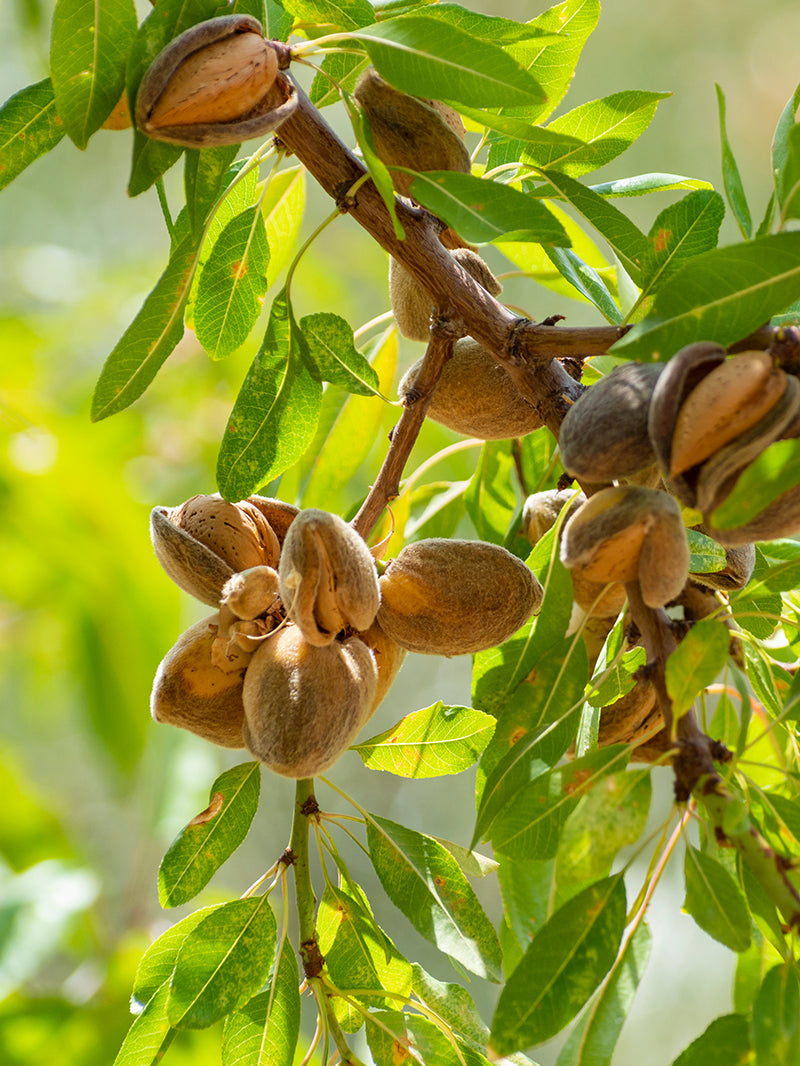 Almond Nonpareil Almond Tree