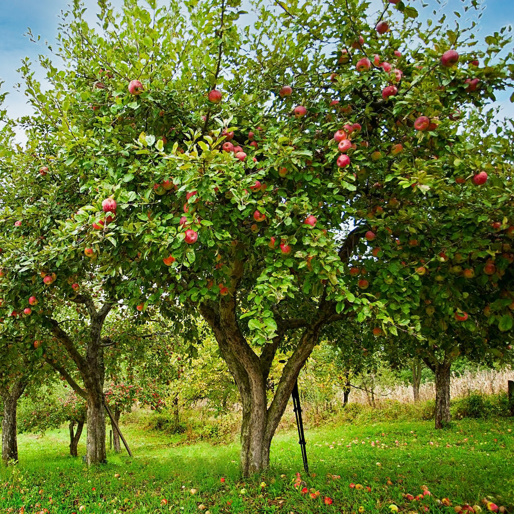 Cortland Apple Tree For Sale - 4-5ft Bareroot Organic