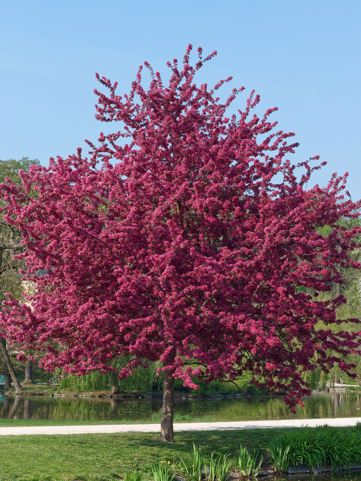 Prairifire Red Flowering Crabapple | Best Flower Site