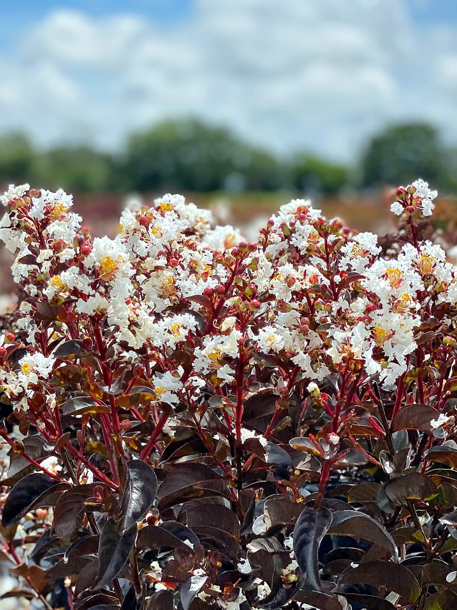 Crape Myrtle - Black Diamond Crystalline White