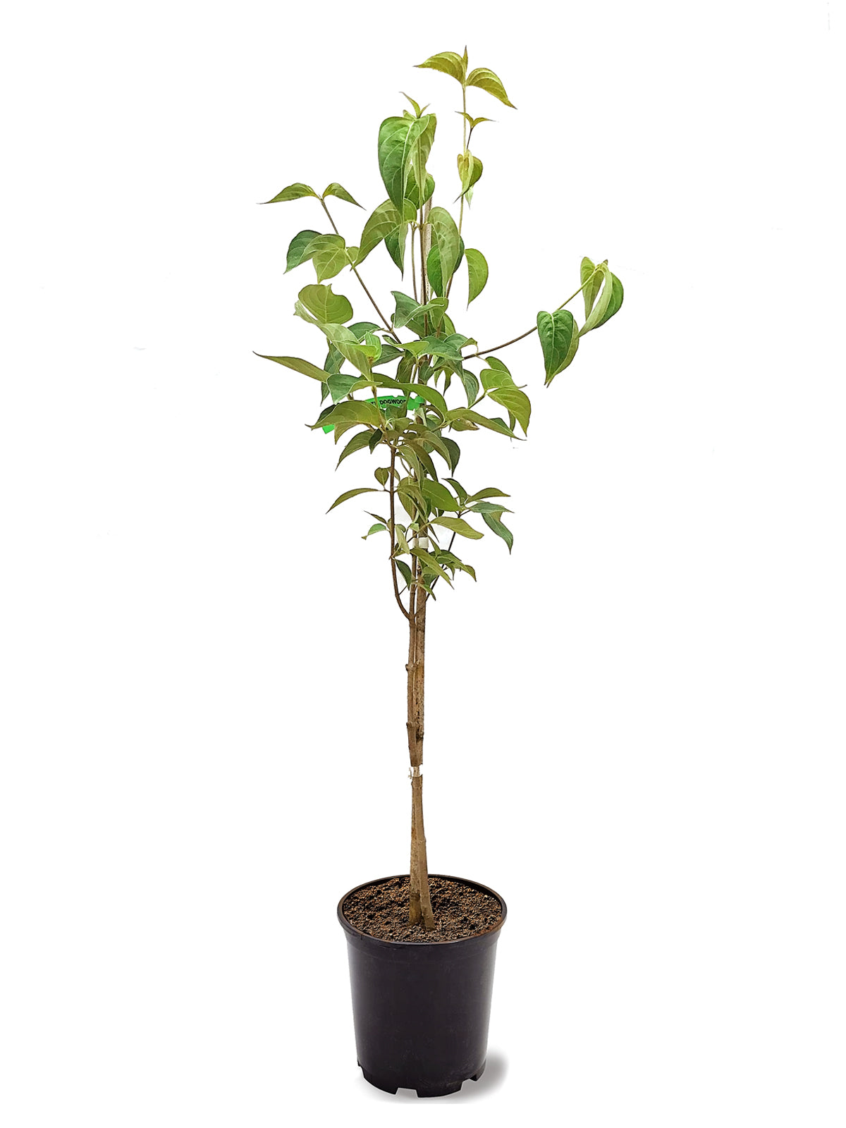 Dogwood Appalachian Joy