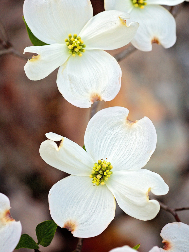 Dogwood Appalachian Joy