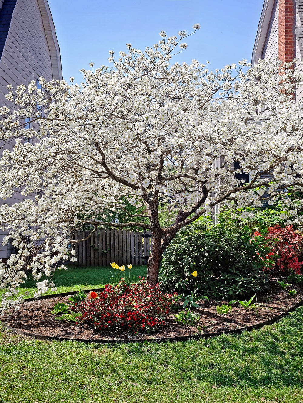 Dogwood Appalachian Joy