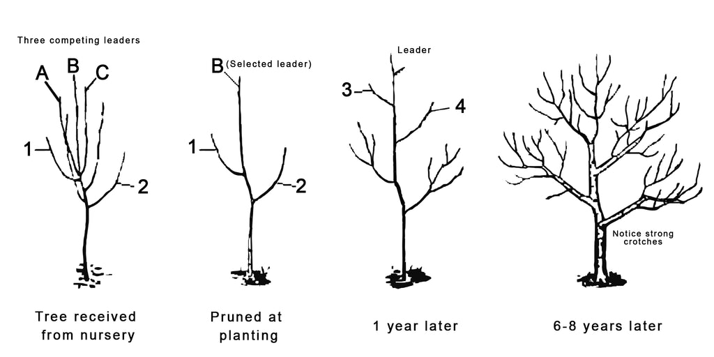 Apple Tree Planting Guide