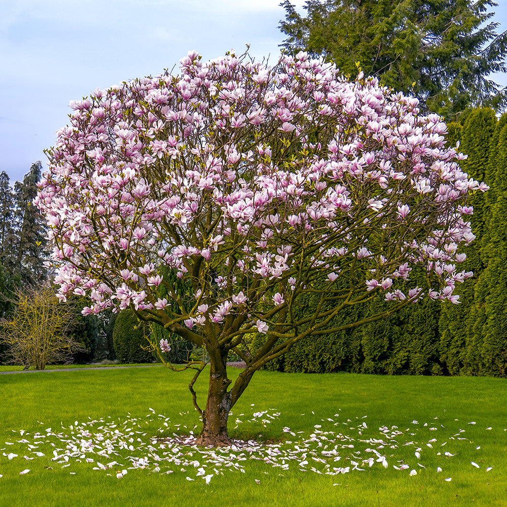Japanese Magnolia Planting Guide – Plant Me Green